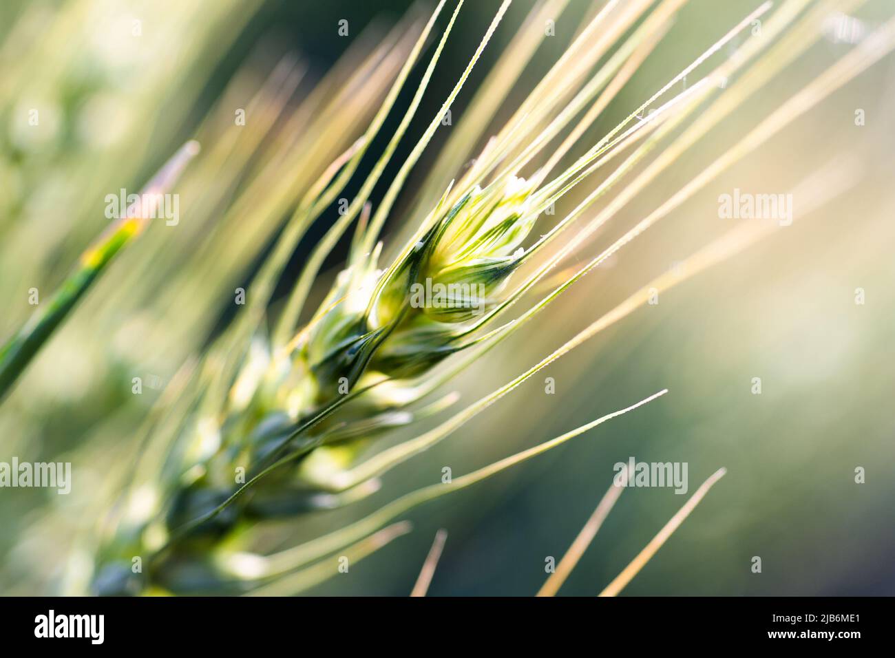 Young wheat field in spring, seedlings growing in a soil. Stock Photo