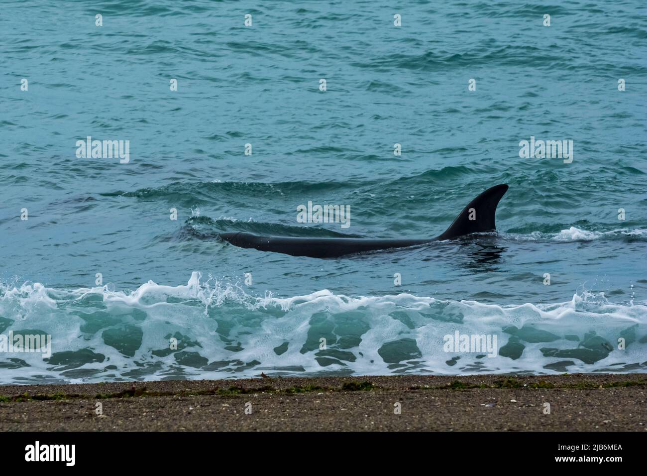 Killer whale hunting sea lions, Peninsula Valdes, Unesco World Heritage