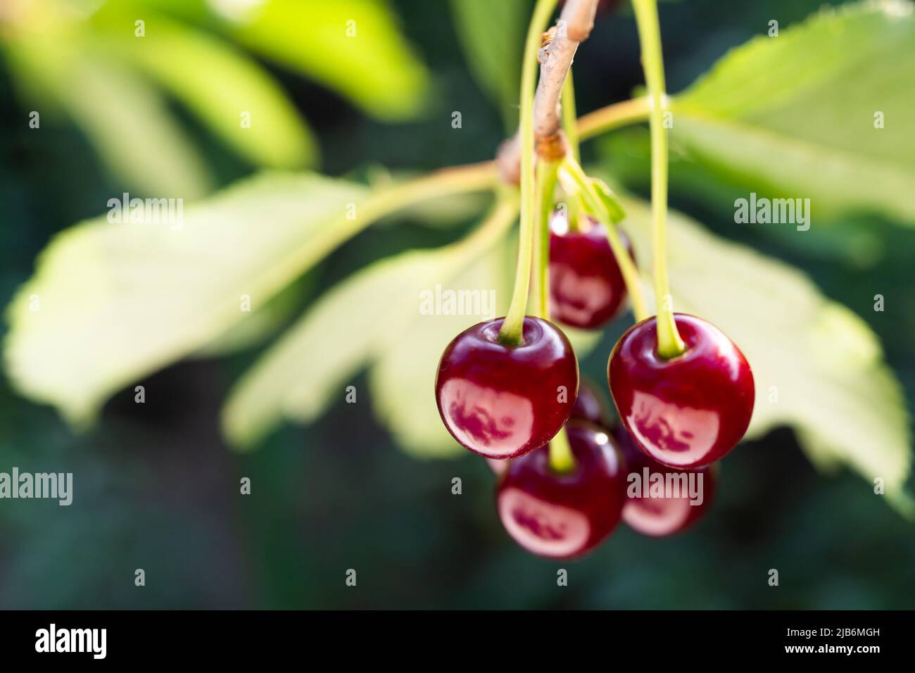 Detail of ripe red cherries on cherry tree Stock Photo