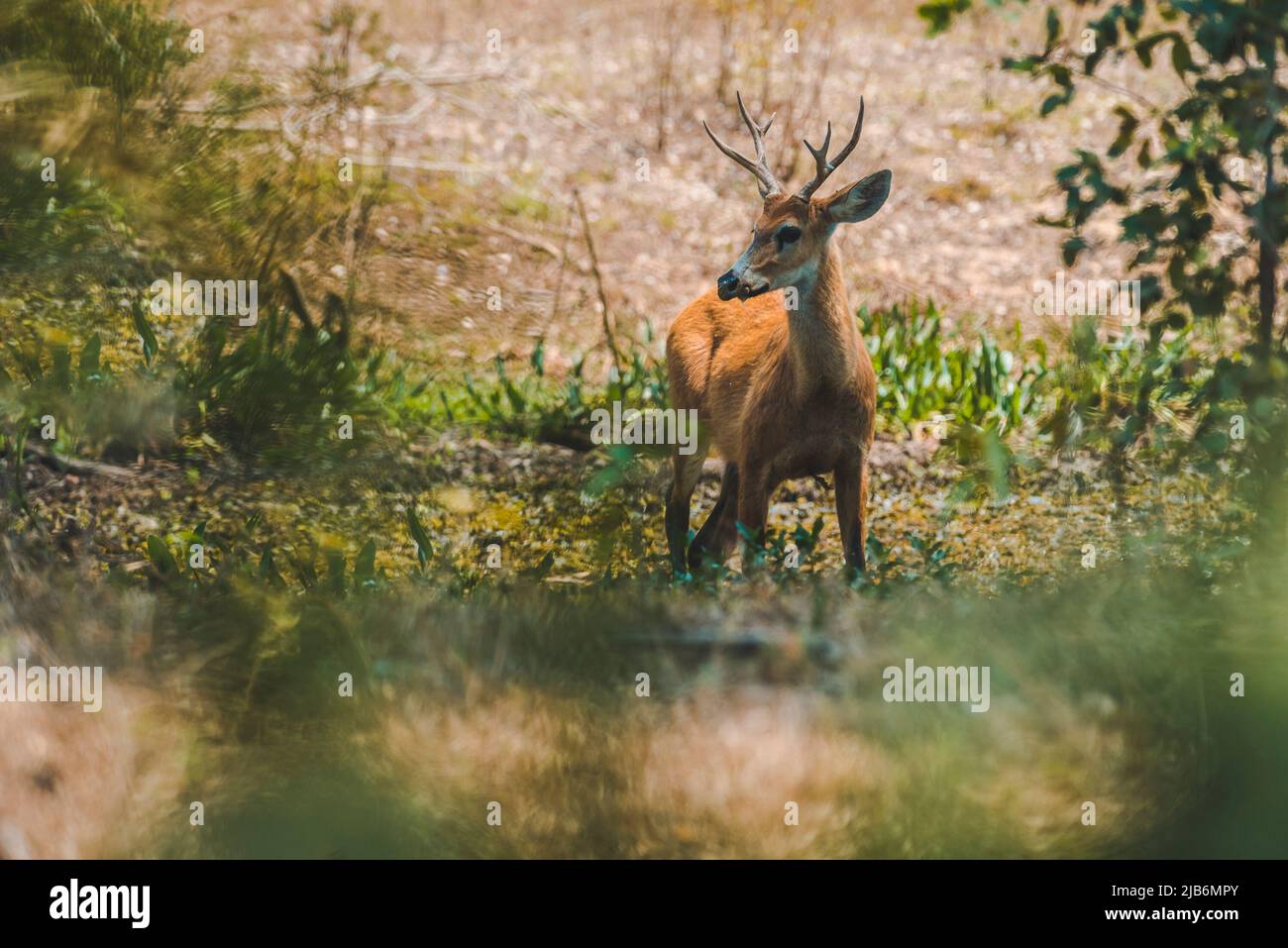 Marsh deer in Pantanal forest environment, Pantanal , Mato Grosso, Brazil. Stock Photo