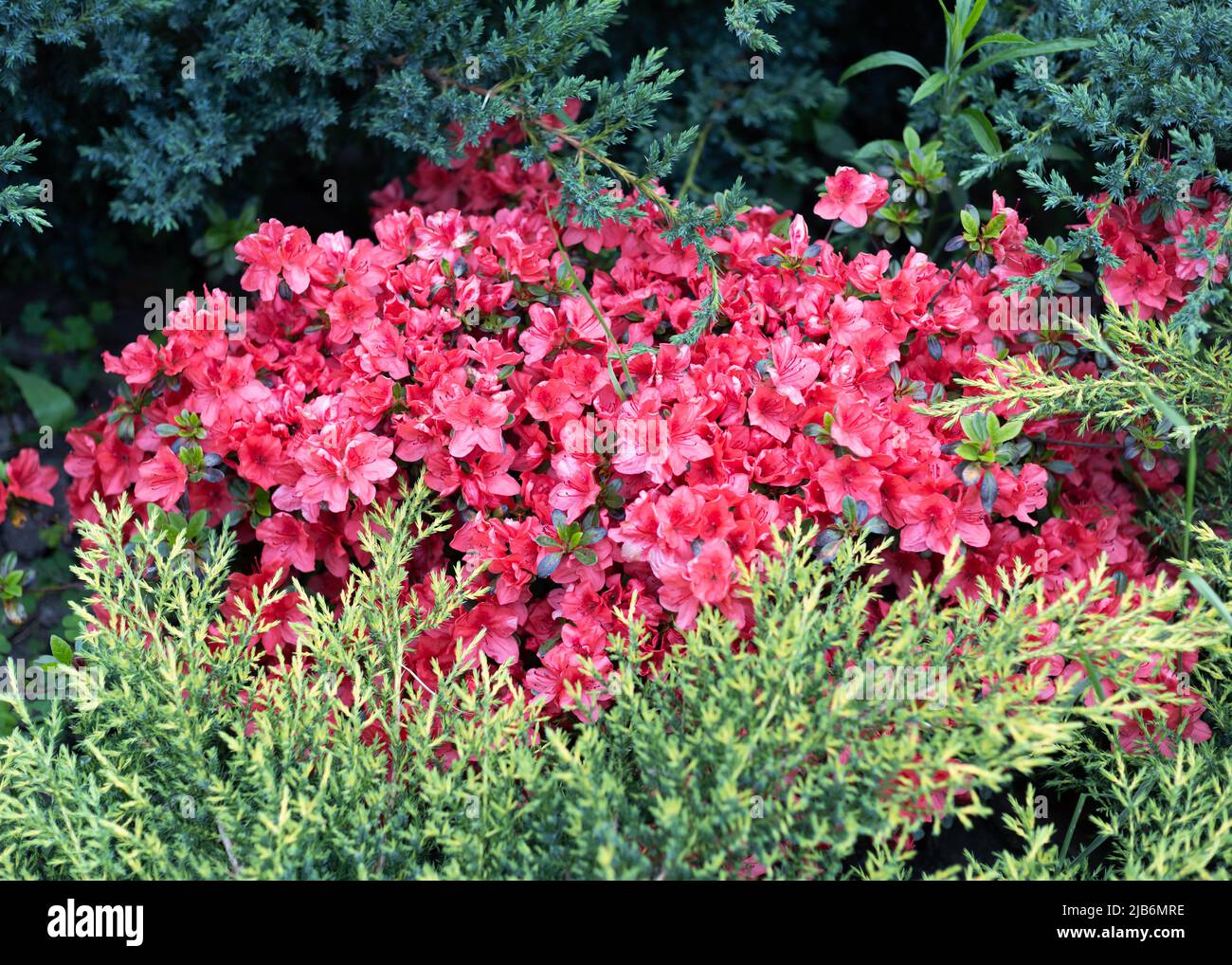 Blooming red azalea in evergreen juniper bushes. Spring garden composition. Stock Photo