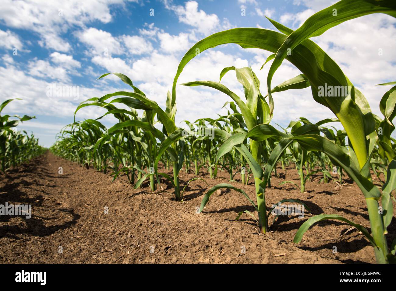 Rows of sunlit young corn plants on a moist field Stock Photo
