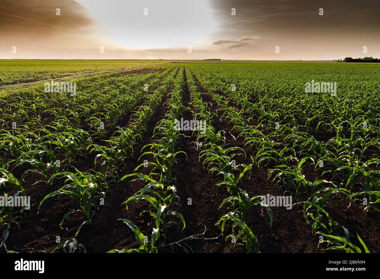 Open corn field at sunset.Corn field Stock Photo Alamy