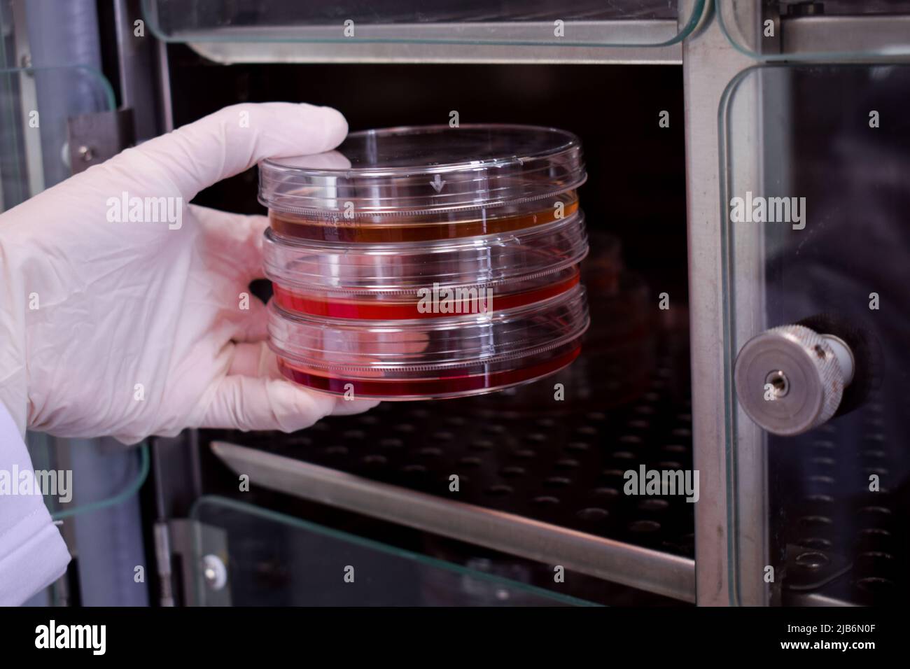 Researcher puts a petri dishes inside a incubator Stock Photo Alamy