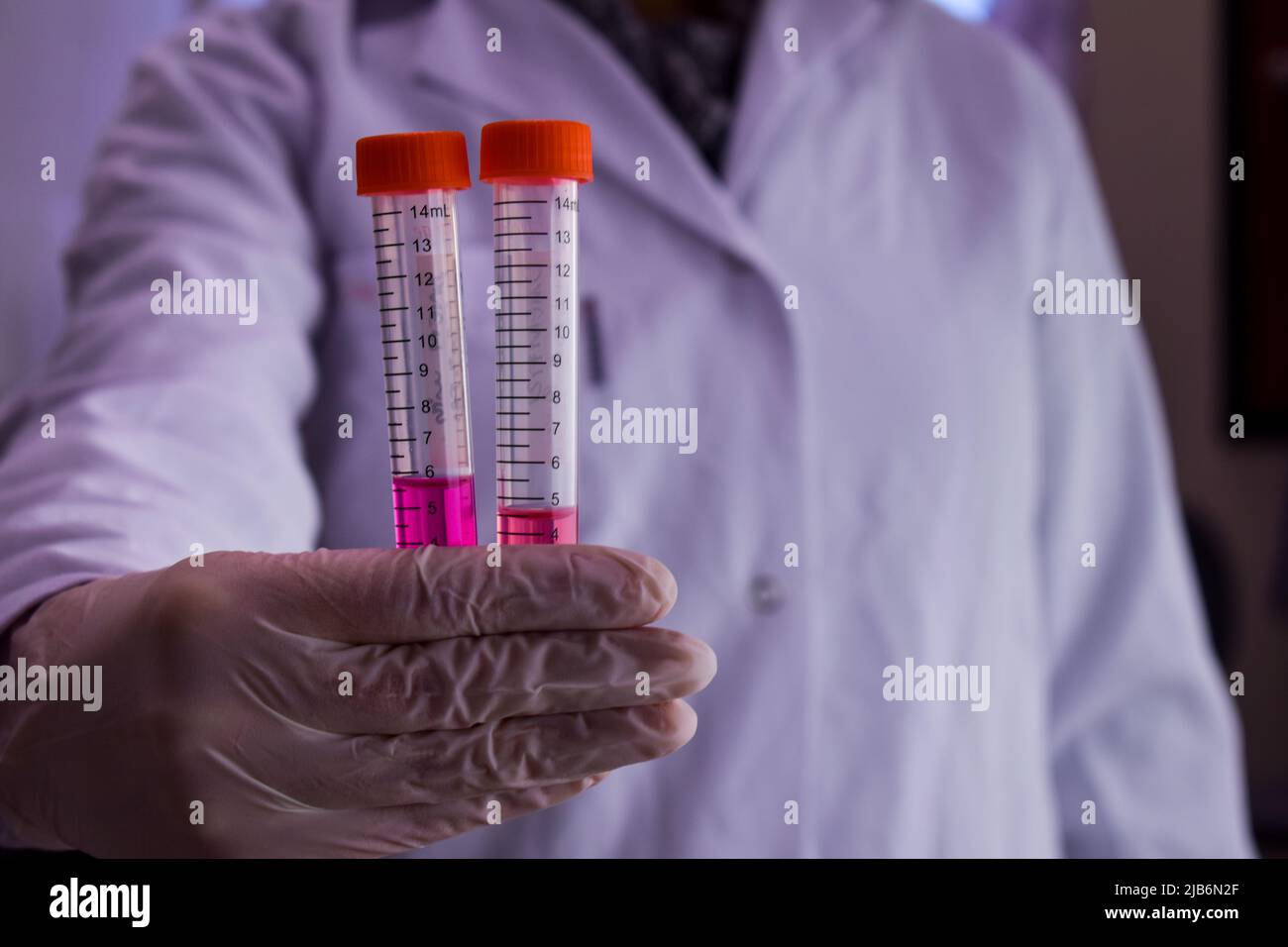 Woman holds two cell tube filled with purple cell medium inside them to the camera Stock Photo