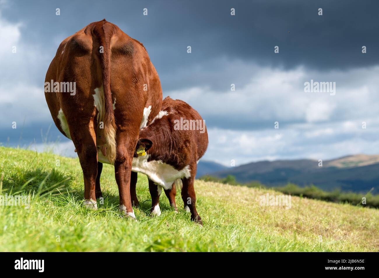 Hereford cow, a native English beef breed,  suckling its calf in an upland pasture, Cumbria, UK. Stock Photo