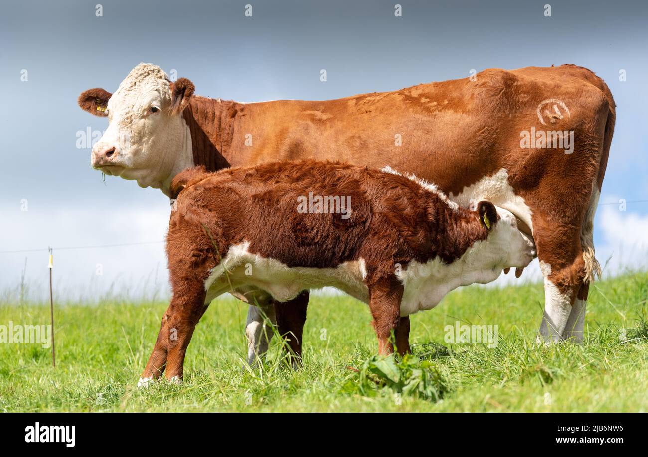Hereford cow, a native English beef breed,  suckling its calf in an upland pasture, Cumbria, UK. Stock Photo