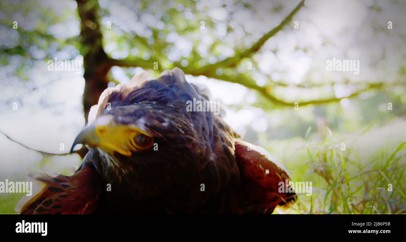 Close up of an eagle sitting on the branch of a tree in the forest ...