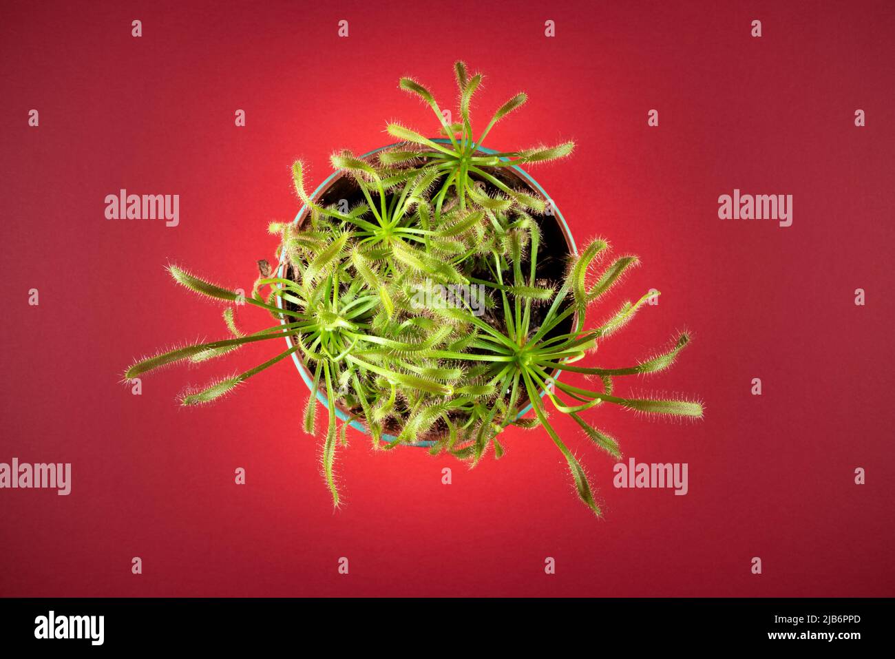 Drosera capensis (Cape sundew). Top view of a carnivorous plant in a round pot. Floral background with copy space. Stock Photo