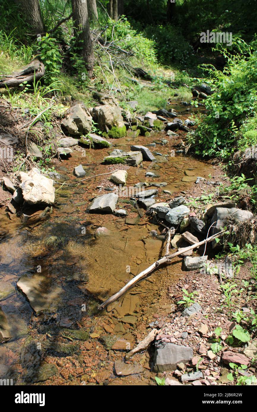 Stream flowing through a forest hi-res stock photography and images - Alamy