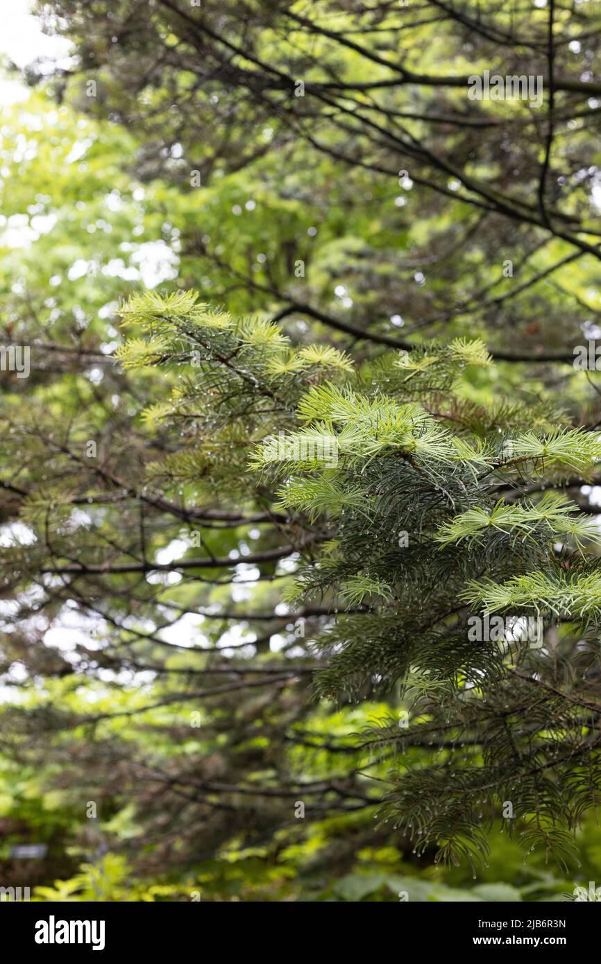 Abies concolor - white fir tree. Stock Photo