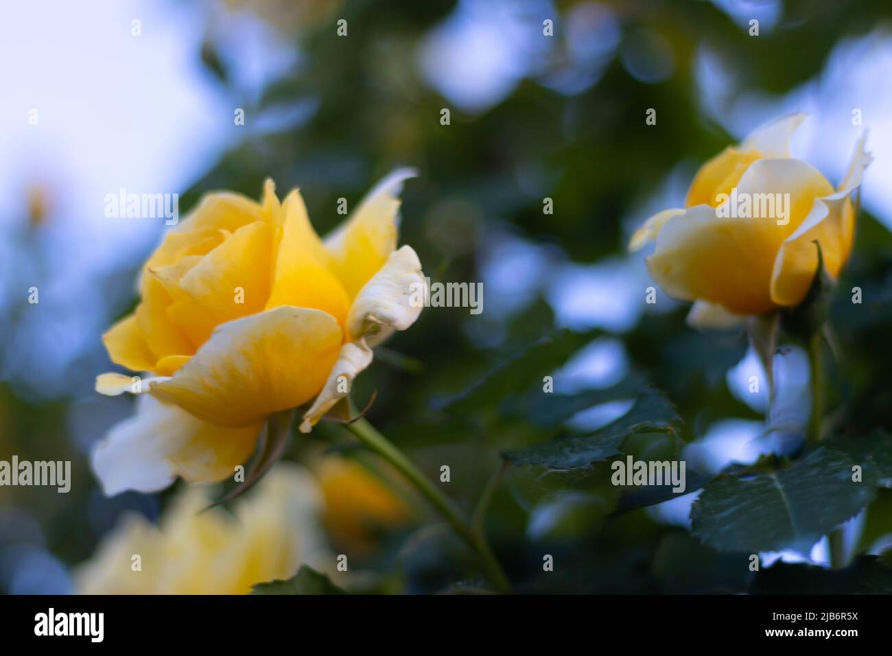 Yellow Rose flower growing in Italian countryside. High quality photo Stock Photo