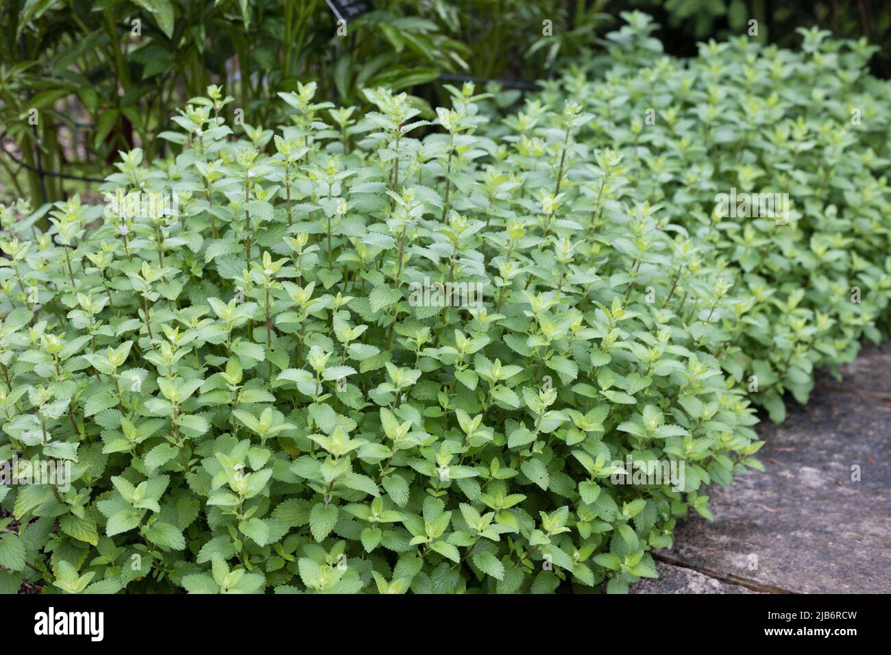 Nepeta Dropmore Hybrid Catmint Stock Photo Alamy