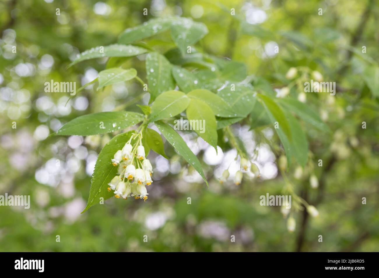 Staphylea trifolia. Stock Photo