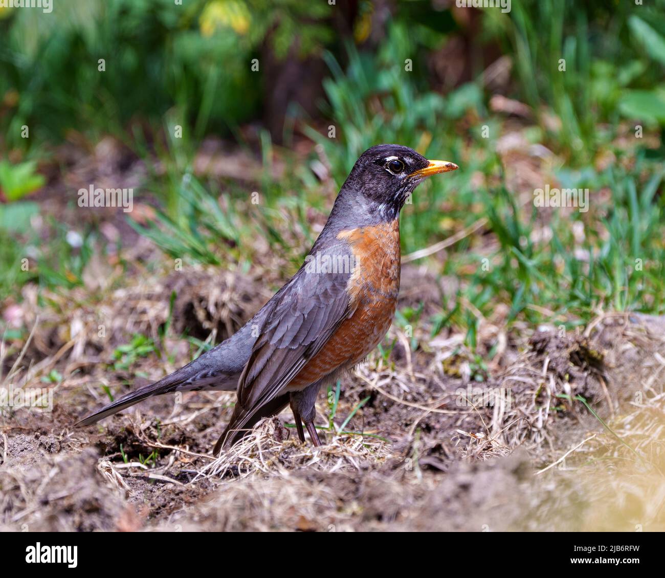 American Robin bird standing on ground and foraging for food with blur background in its environment and habitat surrounding displaying plumage. Stock Photo
