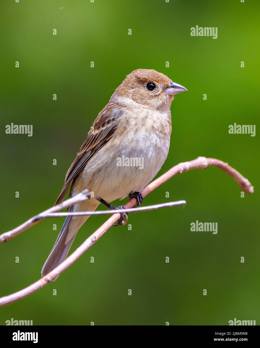 Sparrow close-up perched on a branch with a blur green background  in its environment and habitat surrounding. Coniferous trees. House Brown Sparrow. Stock Photo