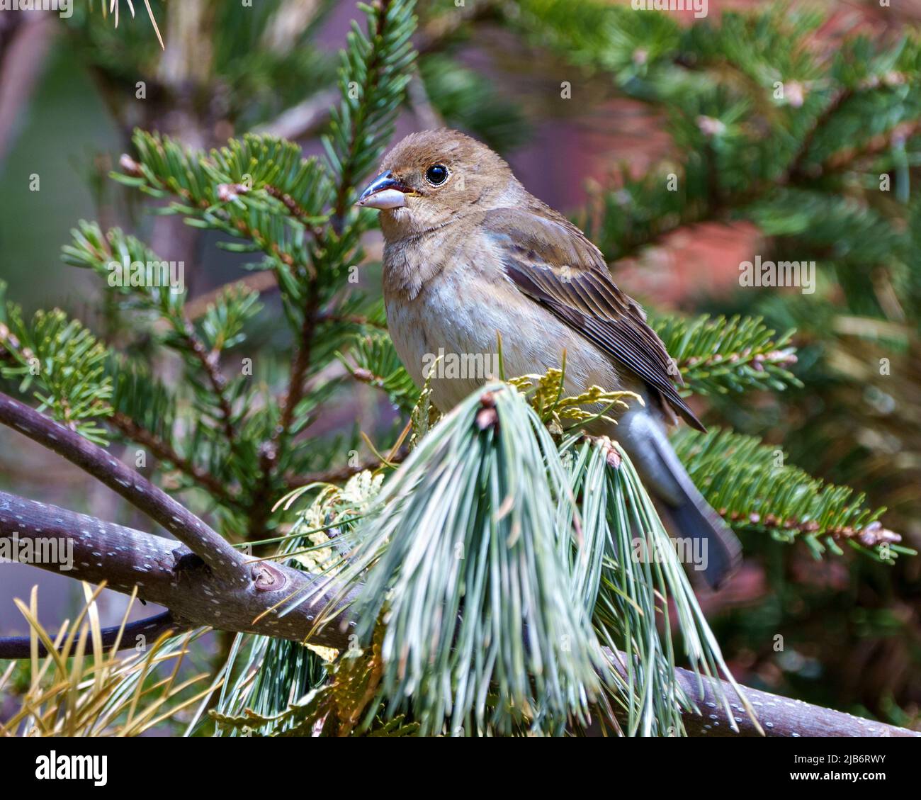 Sparrow close-up perched on a branch with a blur green coniferous tree background  in its environment and habitat surrounding.House Brown Sparrow. Stock Photo
