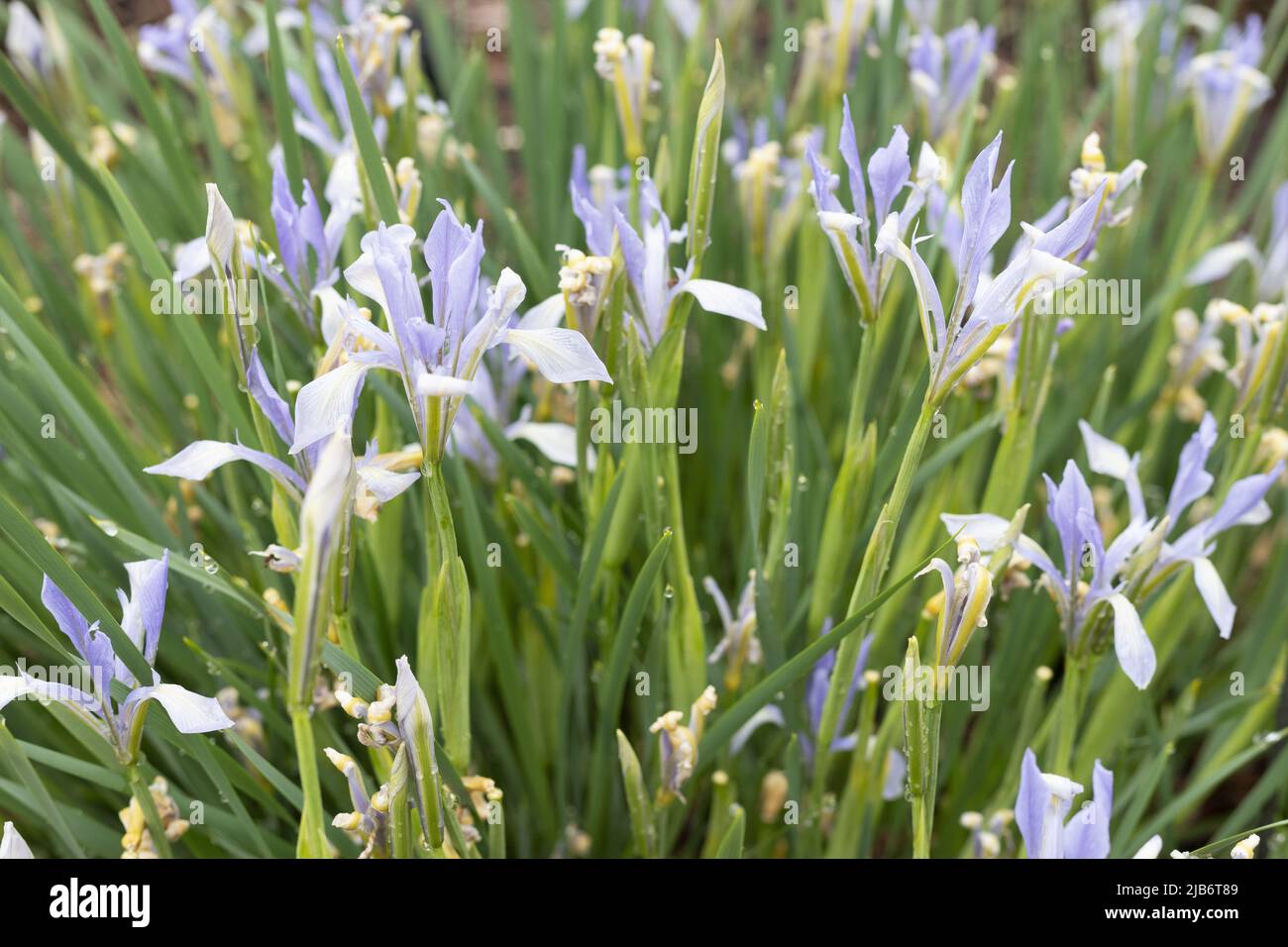 Iris lactea - milky iris. Stock Photo