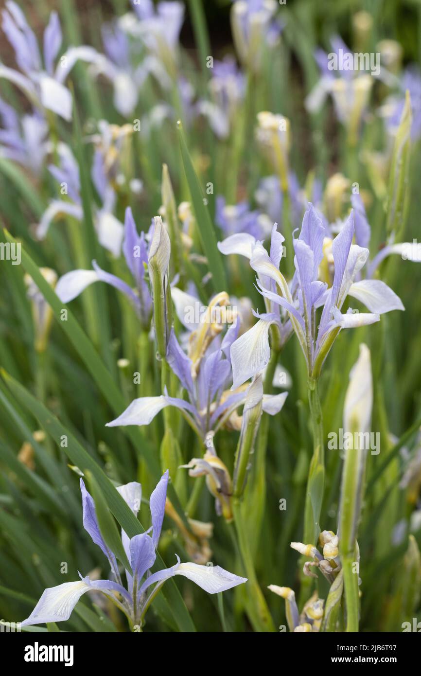 Iris lactea - milky iris. Stock Photo