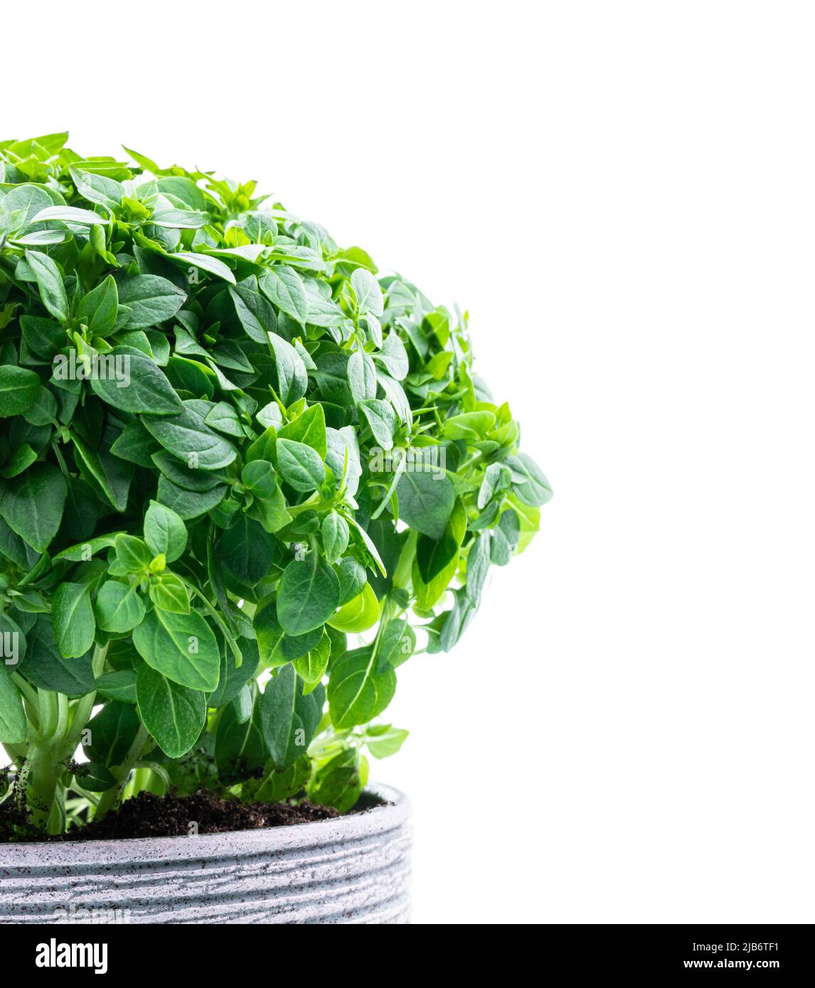 Greek dwarf basil plant in clay pot isolated on white Stock Photo Alamy