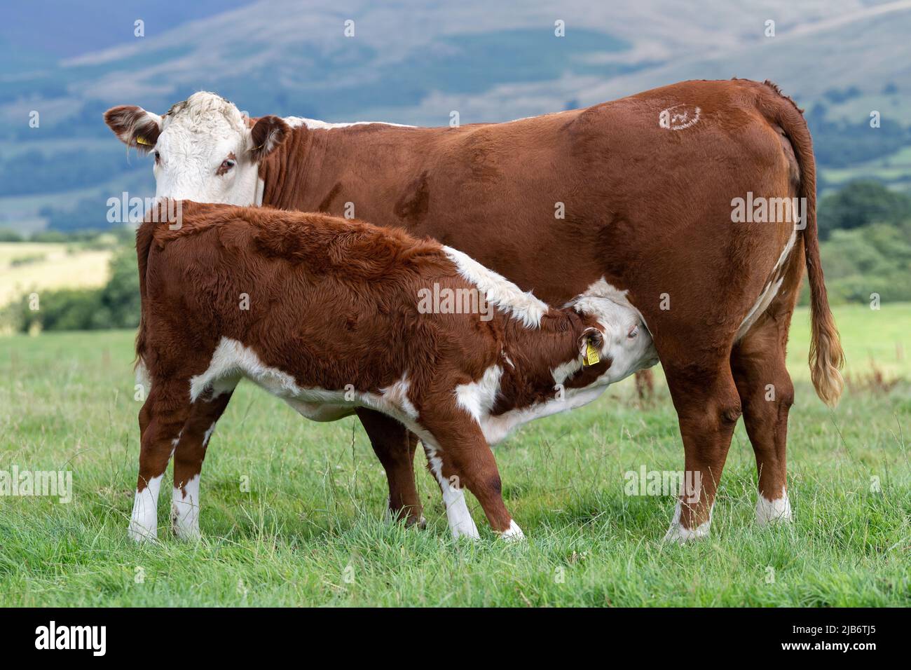 Hereford cow, a native English beef breed,  suckling its calf in an upland pasture, Cumbria, UK. Stock Photo