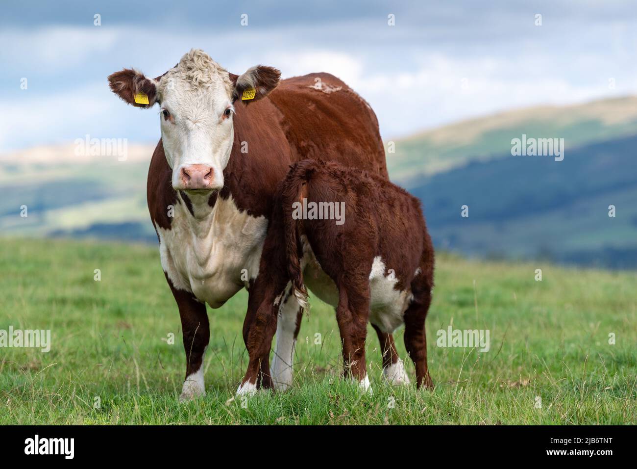 Hereford cow, a native English beef breed,  suckling its calf in an upland pasture, Cumbria, UK. Stock Photo