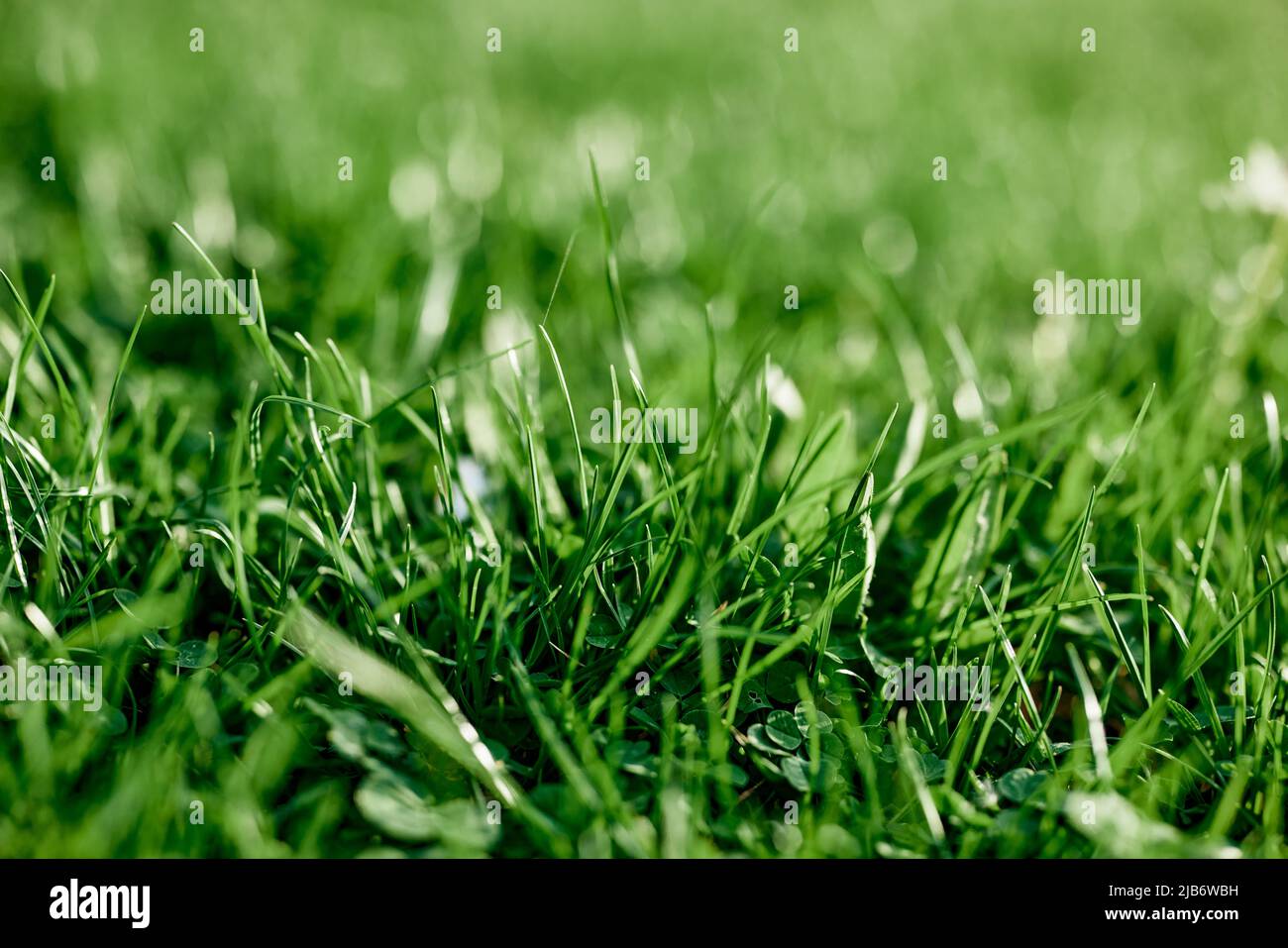 Costeffective green clover grass for landscaping the garden by the