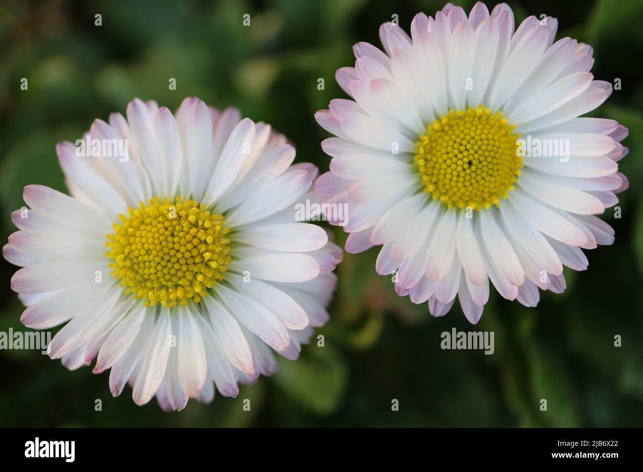 Two white common daisies with  yellow stamens  and green leaves,  spring daisies in the garden, flower head macro, beauty in nature, floral photo Stock Photo