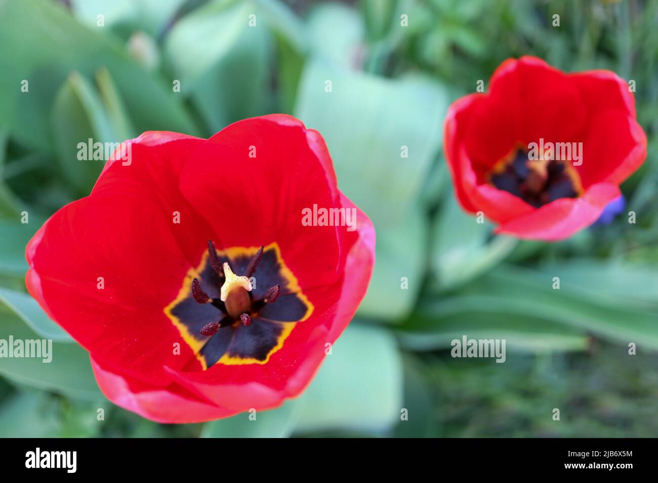 Red tulips with delicate petals and dark stamens, tulips with green leaves in the garden, spring flowers macro , beauty in nature, flower head, floral Stock Photo