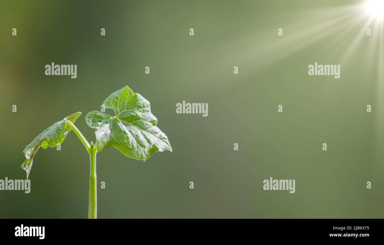 Bean sprout, a young plant with leaves on a blurred background in the sun Stock Photo