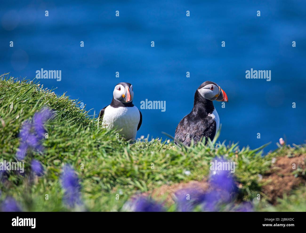 Families of Puffins make their burrows on the island of Lunga which is ...