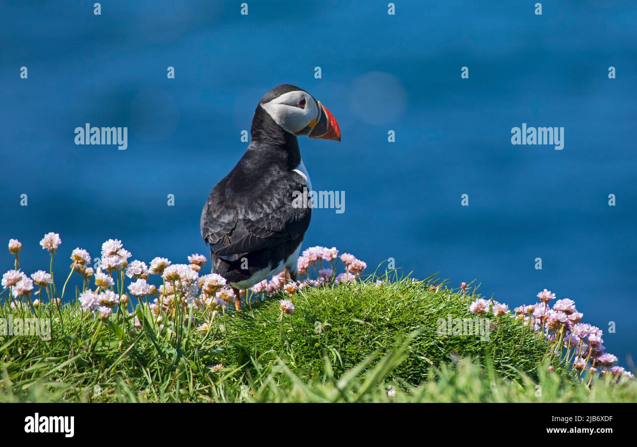 Families of Puffins make their burrows on the island of Lunga which is ...