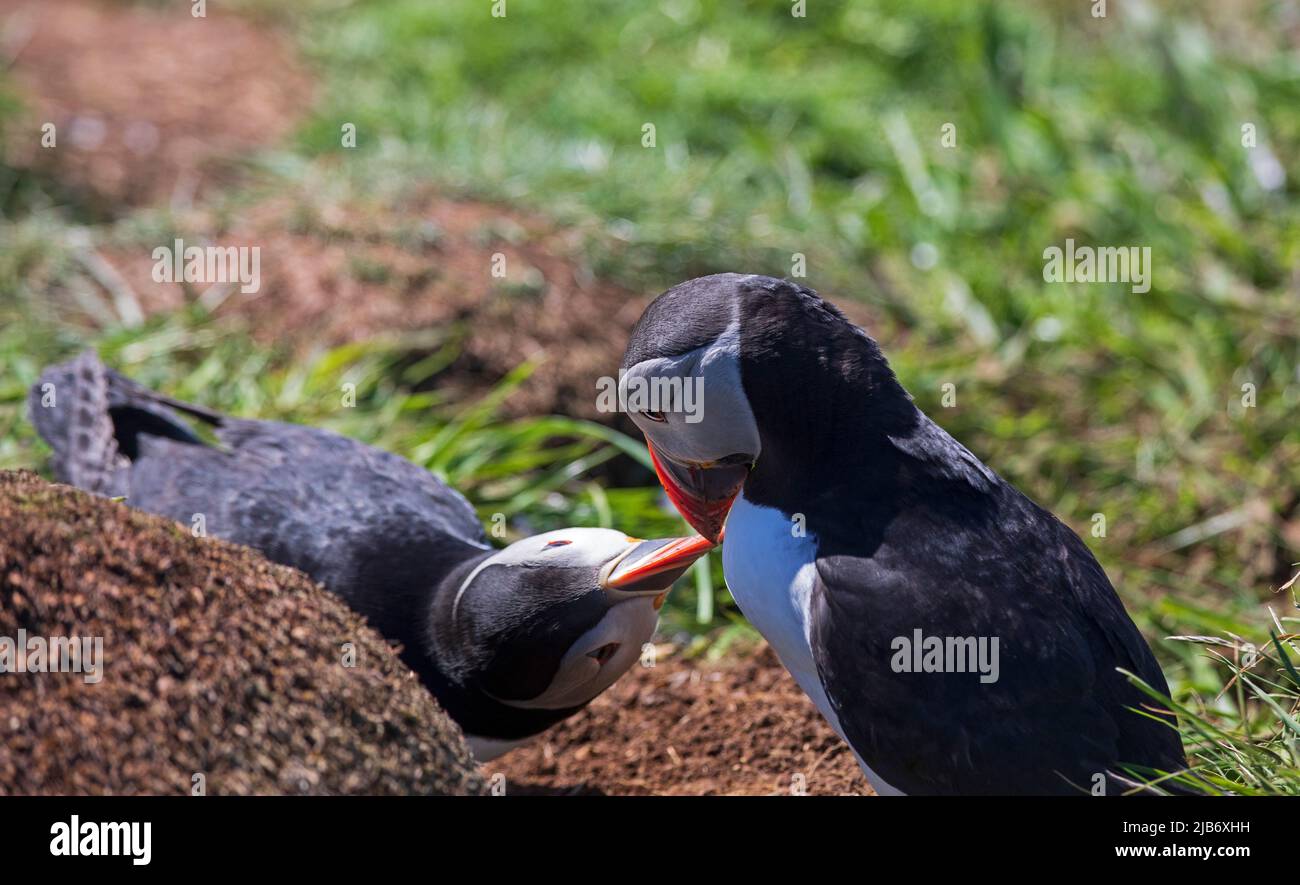 Families of Puffins make their burrows on the island of Lunga which is ...