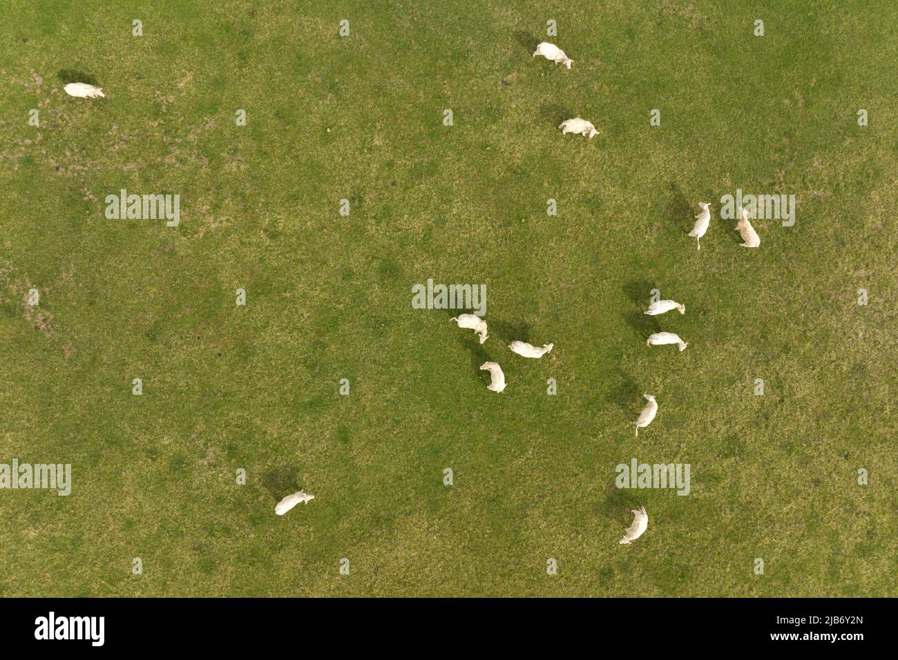Aerial view of herd of cows grazing on farmland field Stock Photo - Alamy