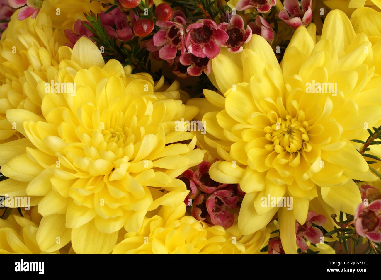 Yellow and burgundy flower hires stock photography and images Alamy