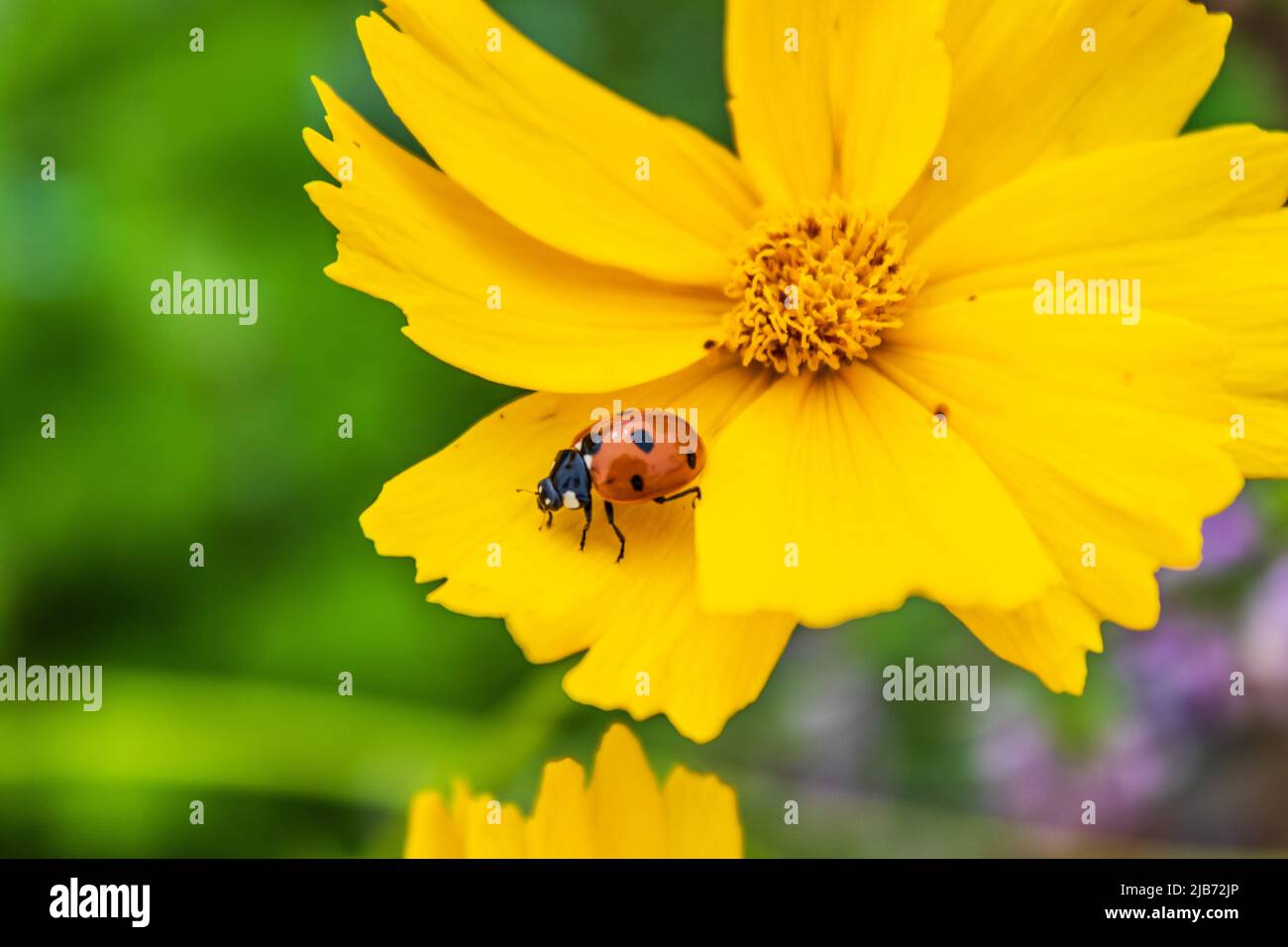 ladybug on yellow flower Stock Photo