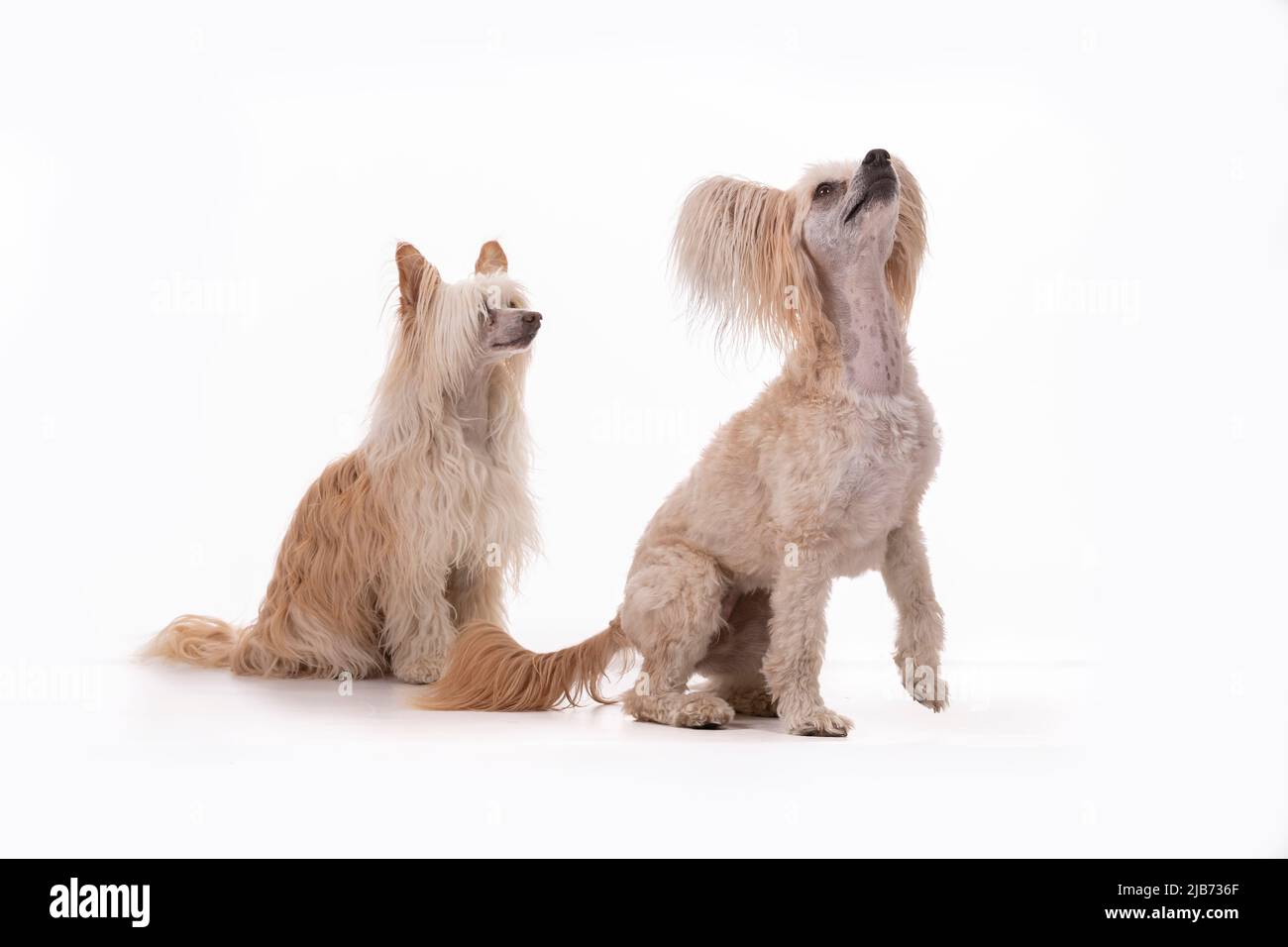 Chinese Crested Powder Puff photogrphed in studio with pain white