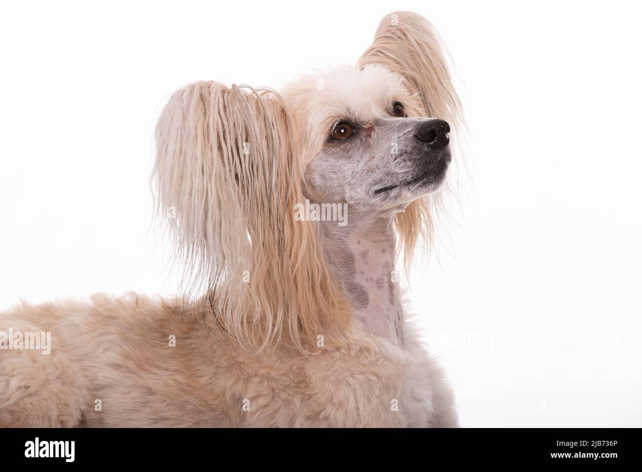 Chinese Crested Powder Puff photogrphed in studio with pain white