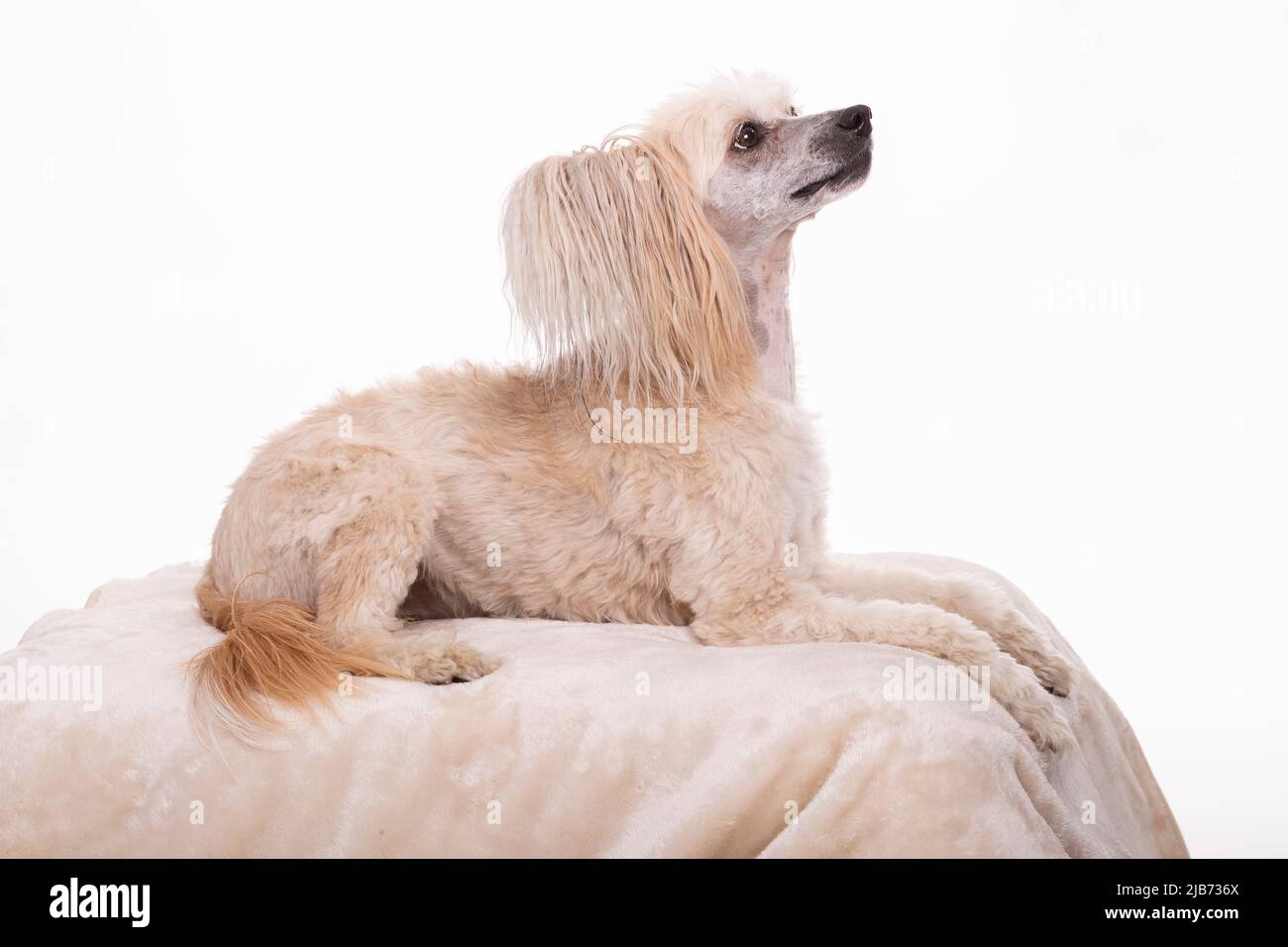 Chinese Crested Powder Puff photogrphed in studio with pain white