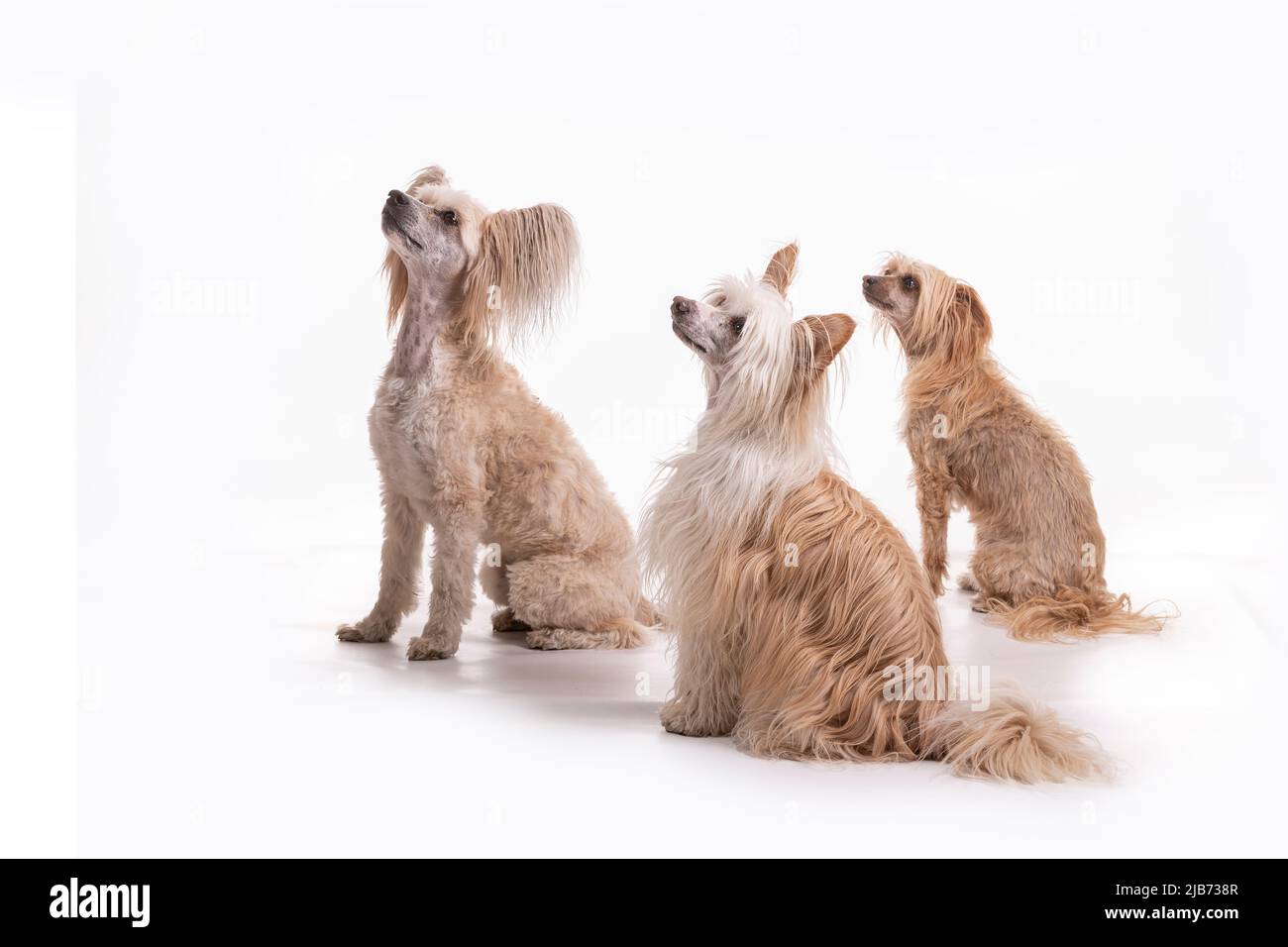 Chinese Crested Powder Puff photogrphed in studio with pain white