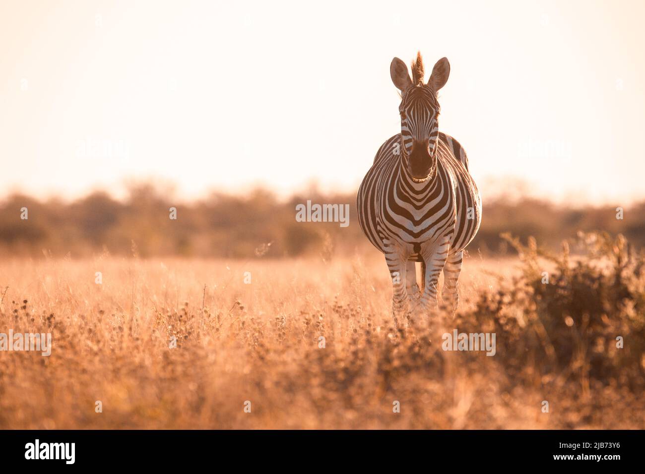 zebra in Kalahari Botswana facing camera Stock Photo