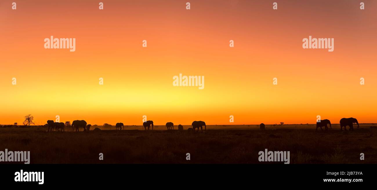 Elephant herd walking in sunset kalahari Botswana Stock Photo