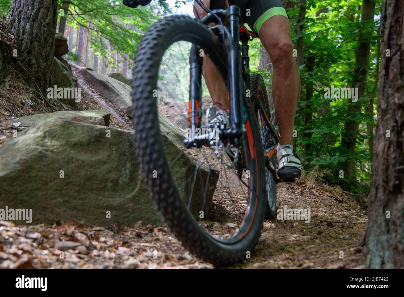 Downhill mountain biker in the Palatinate Forest near Weinbiet in the Palatinate Forest, Germany (model released) Stock Photo