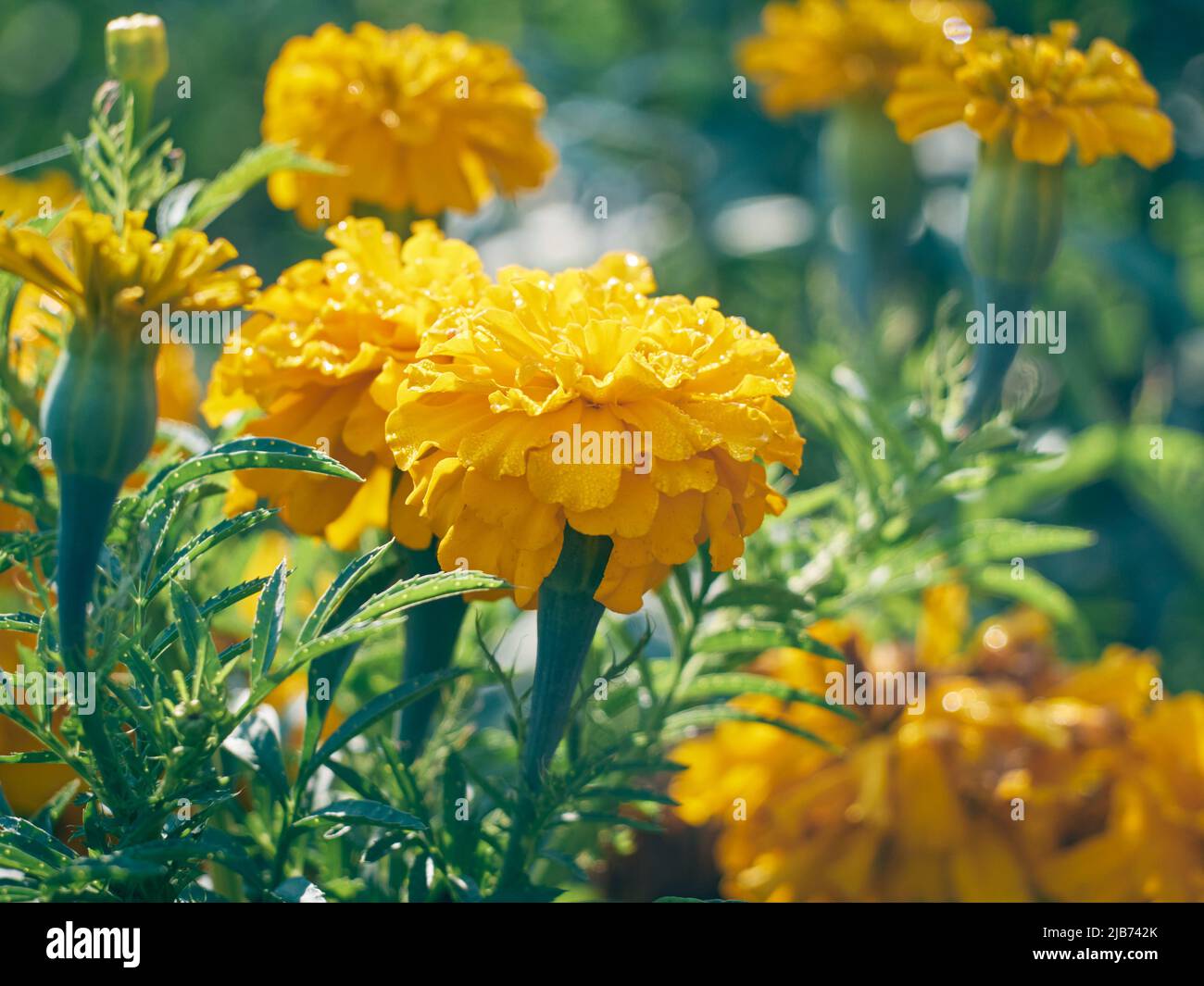 Tagetes erecta aztec marigold hi-res stock photography and images - Alamy