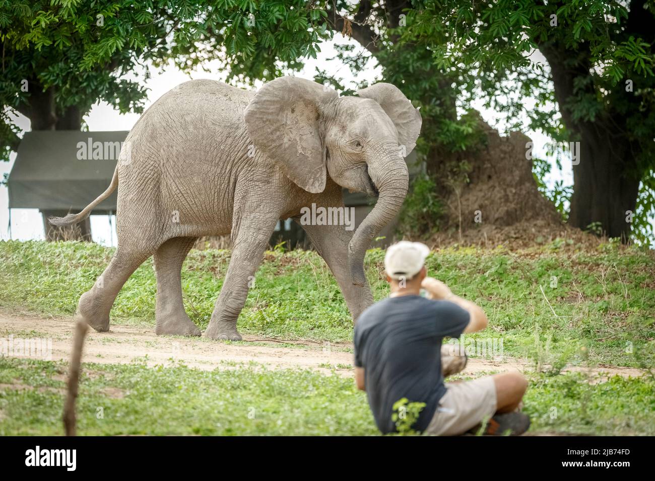 Young elephant running/charging near zambezi river zimbabwe Stock Photo