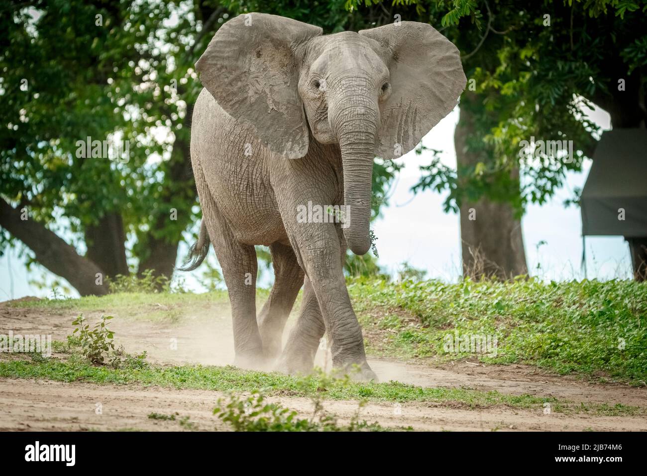 young elephant charging in Mana Pools Stock Photo