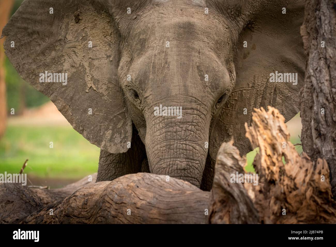 Elephant close up eating Stock Photo