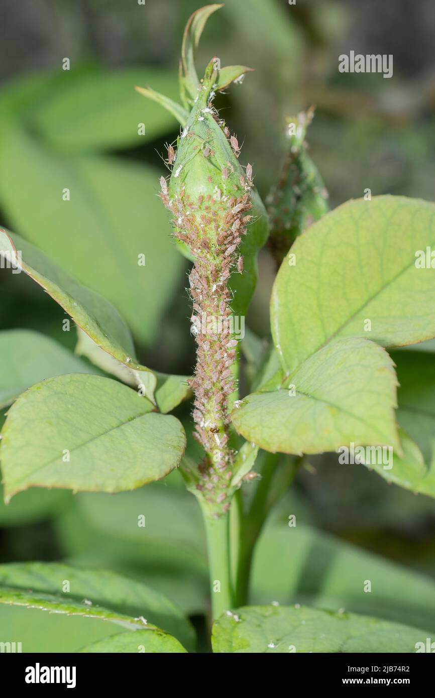 Rose bud infested by a colony of pink aphids Stock Photo