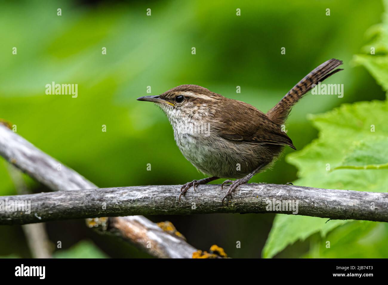 Bewick's Wren (Thryomanes bewickii) Searching for Food Stock Photo