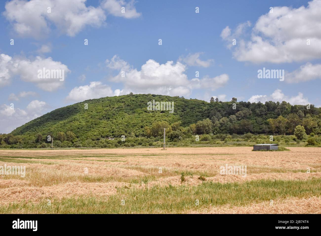 A close up of a dry grass field. High quality photo Stock Photo